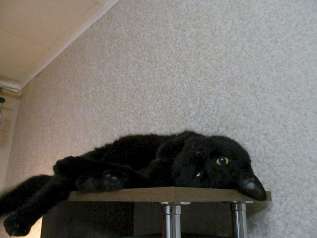 О котах