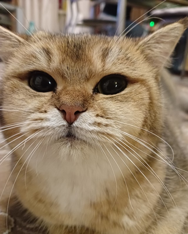 Котовторник вроде.