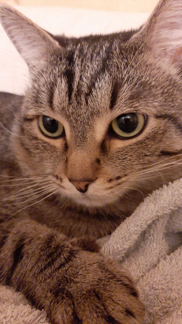 Котовторник