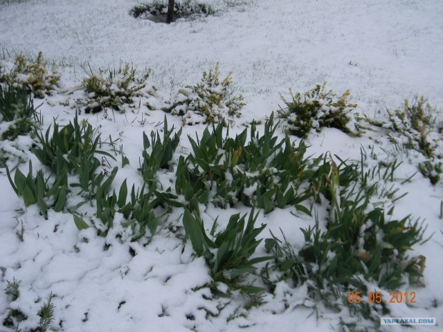 Это Калгари,сынок.