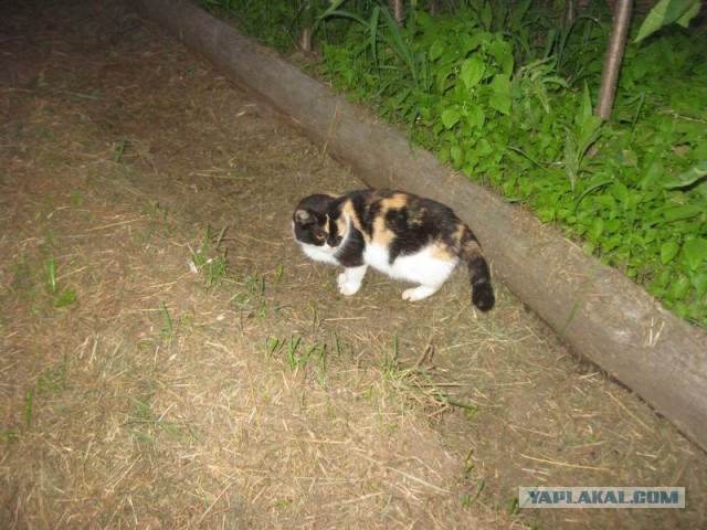Жизнь домашнего приюта для котеек 402