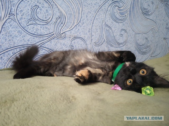 Начинаем котовторник.