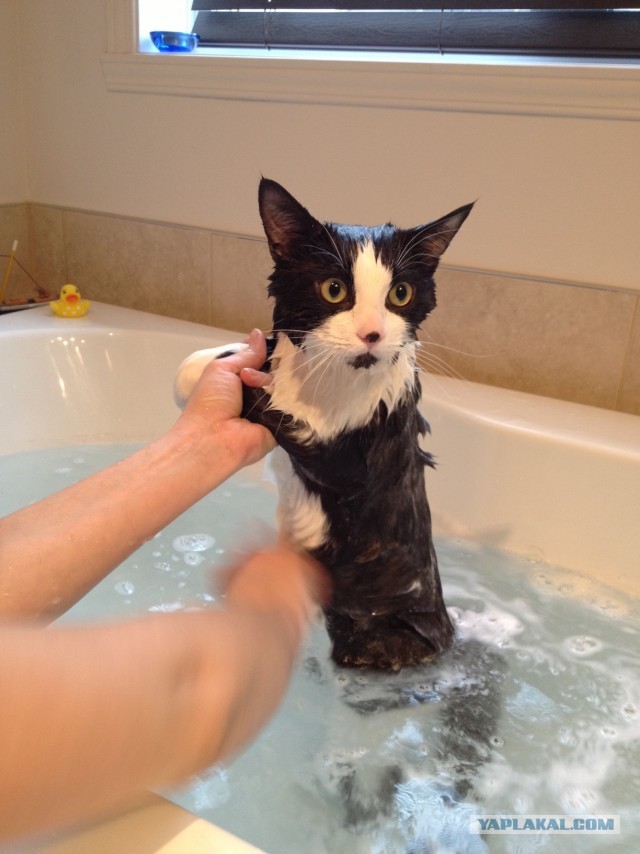 Котовторник 16.04.2013