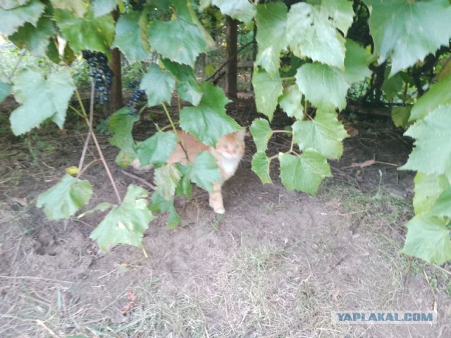 Жизнь домашнего приюта для котеек 465