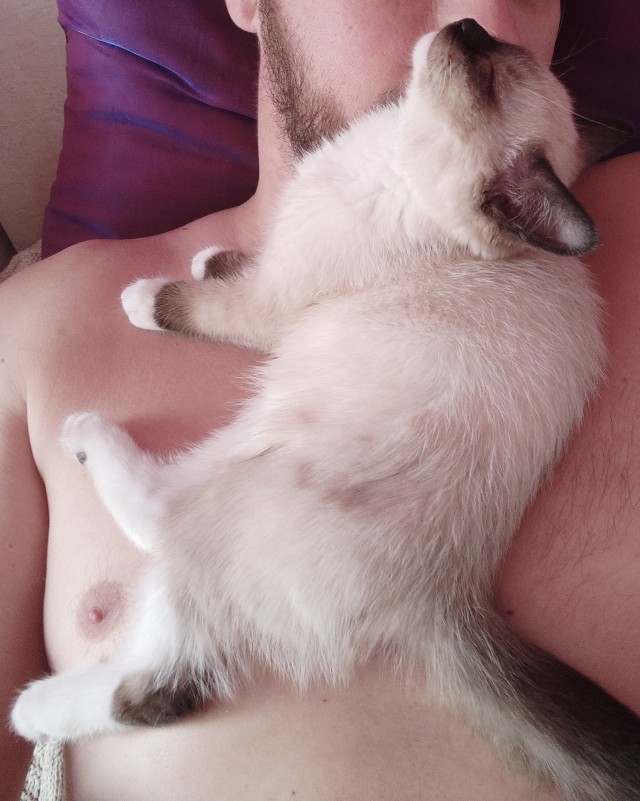 Позы для сна у кошек - что они означают?