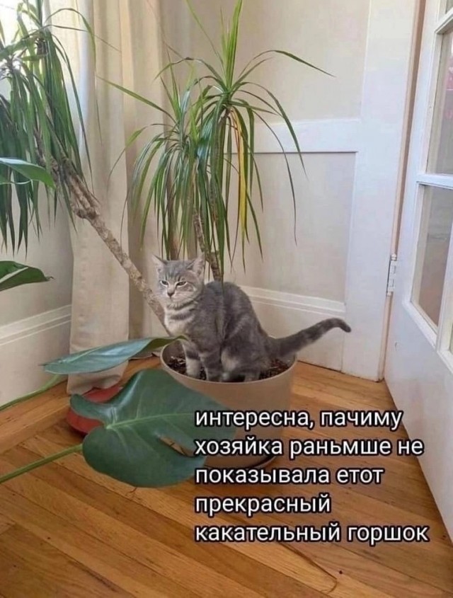Забавные картинки, шутки из этих ваших интернетов