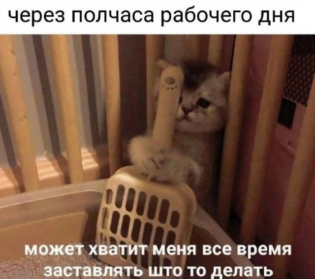 Котовторник в картинках