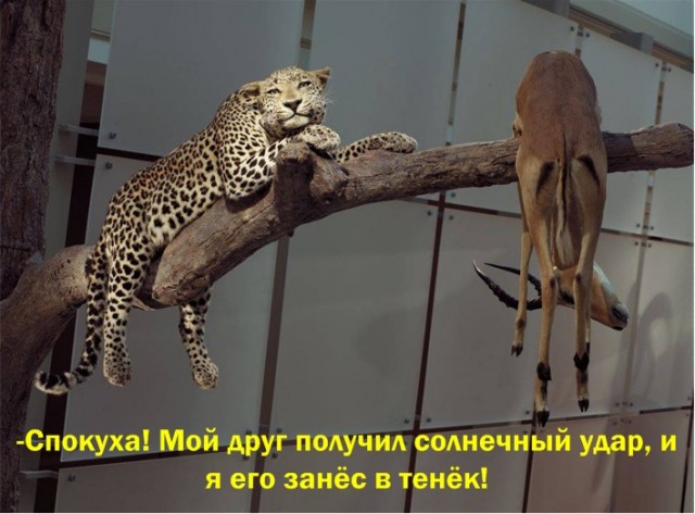 Добра ПСТО!
