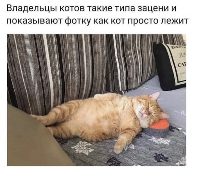 Немного забавных картинок от 13.10.2024