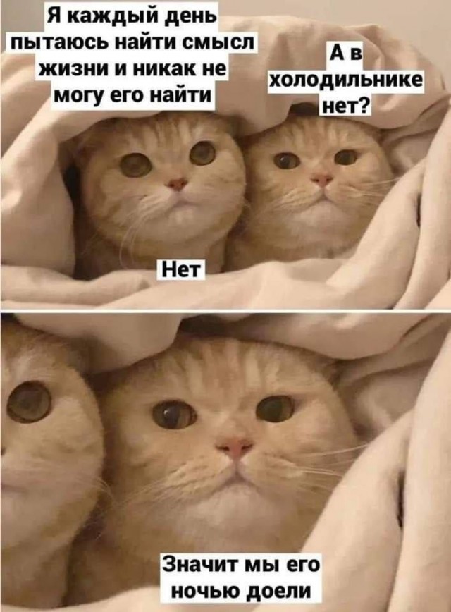 Котовторник в картинках