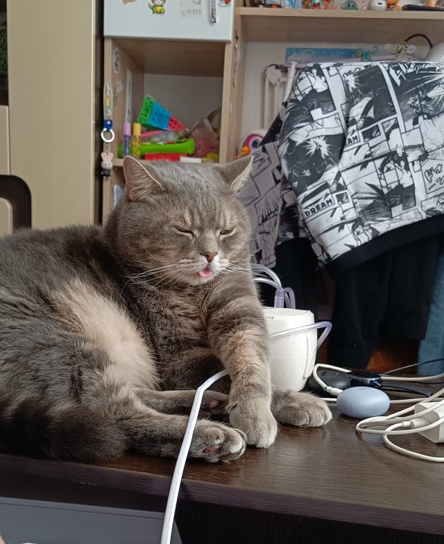 Нефотогеничный кот
