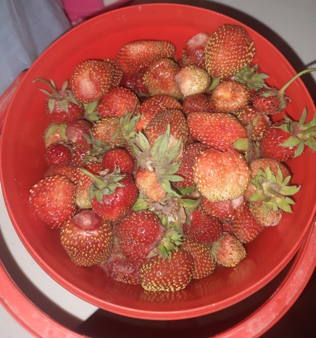 Клубника поспела...