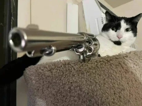 Котовторник.