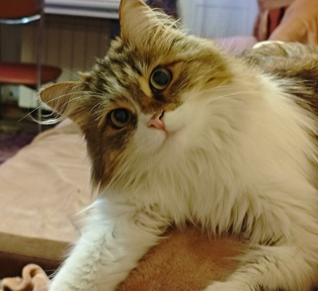 Котовторник