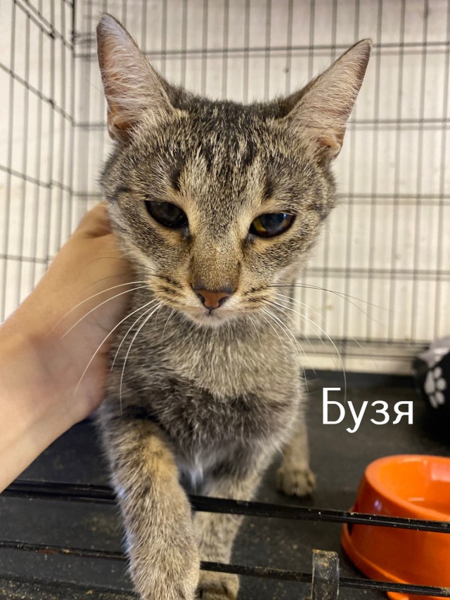 Жизнь домашнего приюта "Котоленд" 512