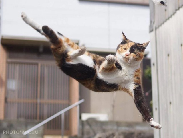 Котейки