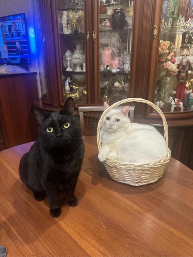 Котик с помойки