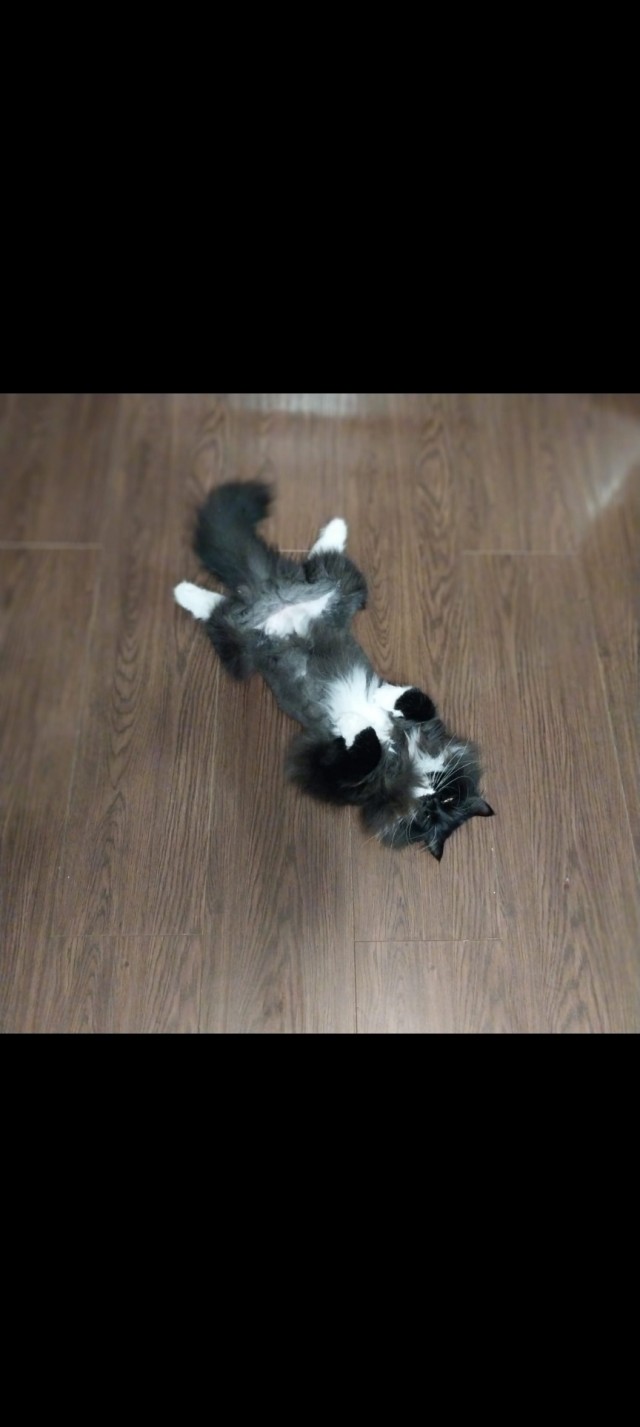 Котов вторник
