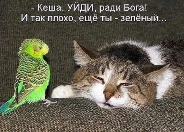 Так себе картинки 21.01.26