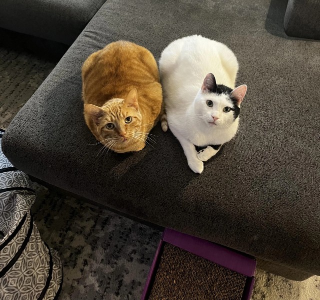 Рандомных фото котов тред