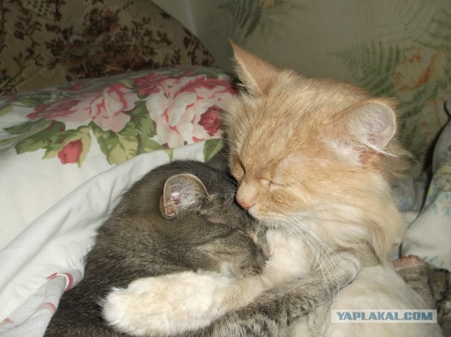 Котовторник 23.07.2013