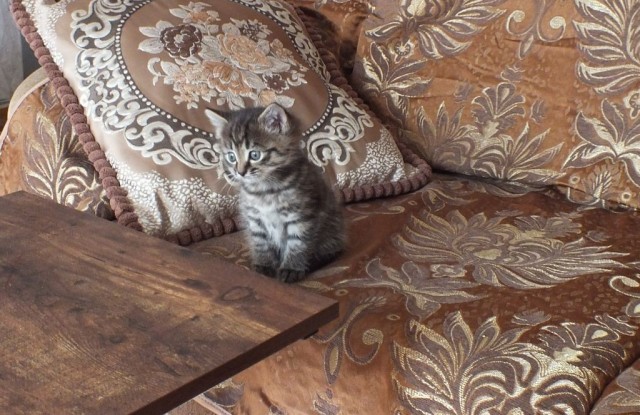Котовторник