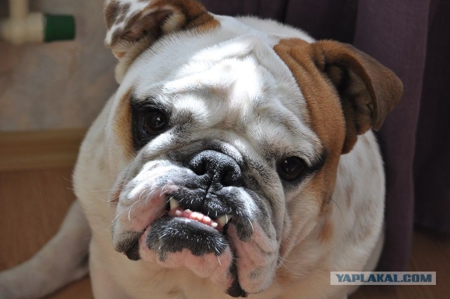 Как я завел себе Английского Бульдога.