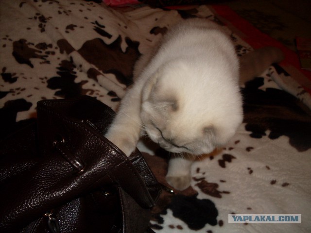 Котовторник 12.11.2013