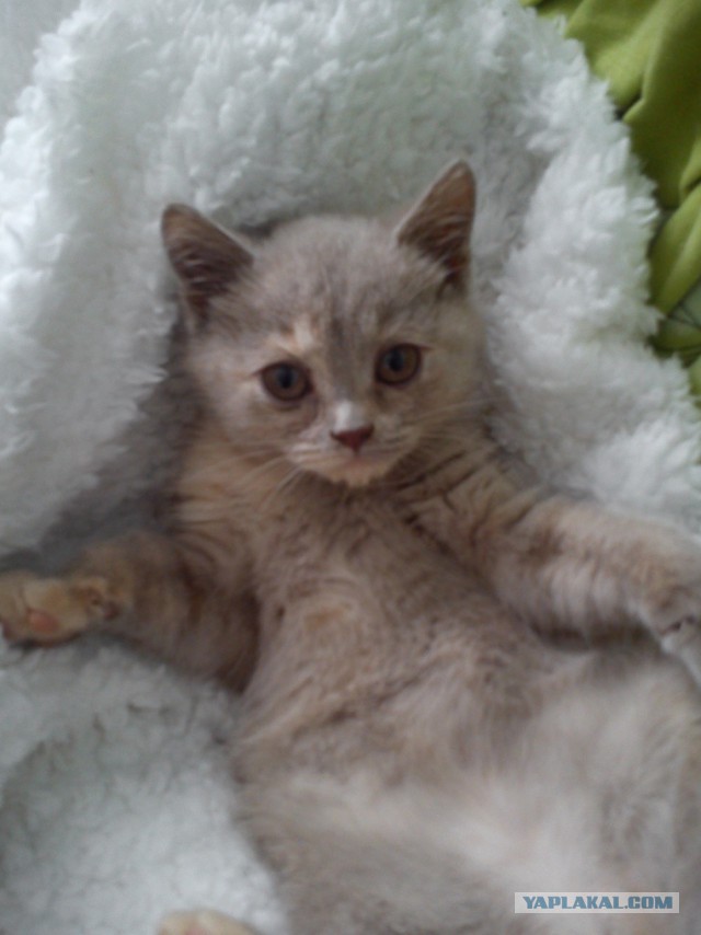 Котик