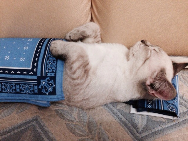 Котовторник  28.01.14