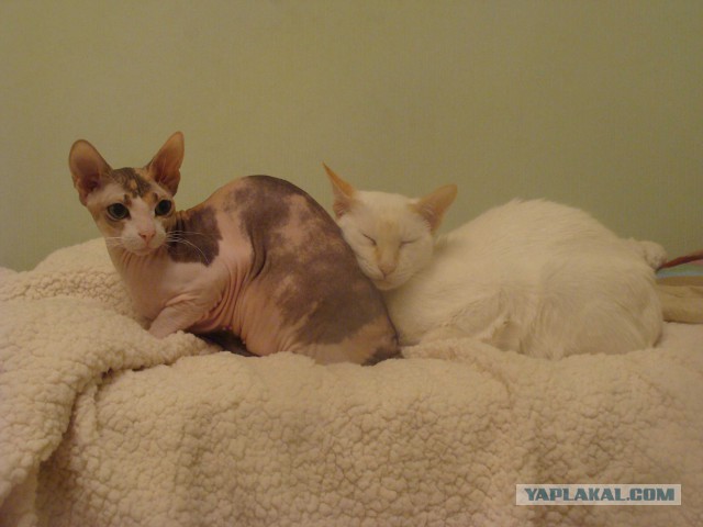 "МИРНЫЙ" ЕвроМайдан