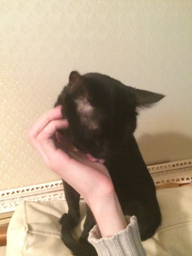 Котовторник  08.04.2014