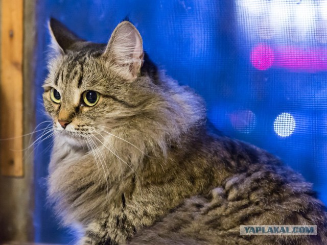 Котовторник 6.05.2014