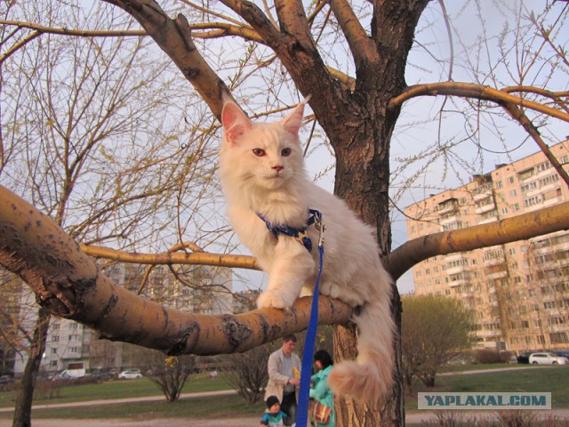 Котовторник 20.05.2014