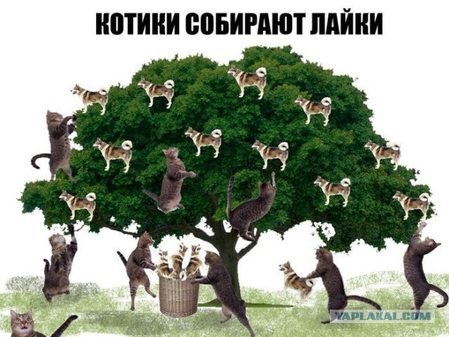 Как отличить лайку от хаски?