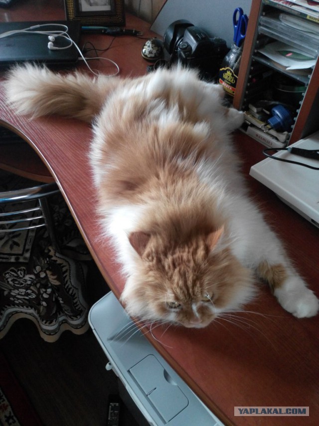 Котовторник 12.08.2014