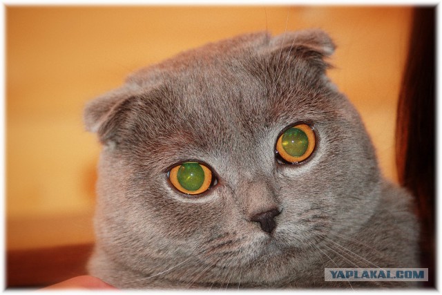 Котовторник 7.10.2014