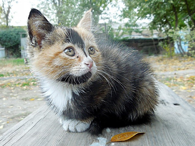 Котовторник 11.11.2014