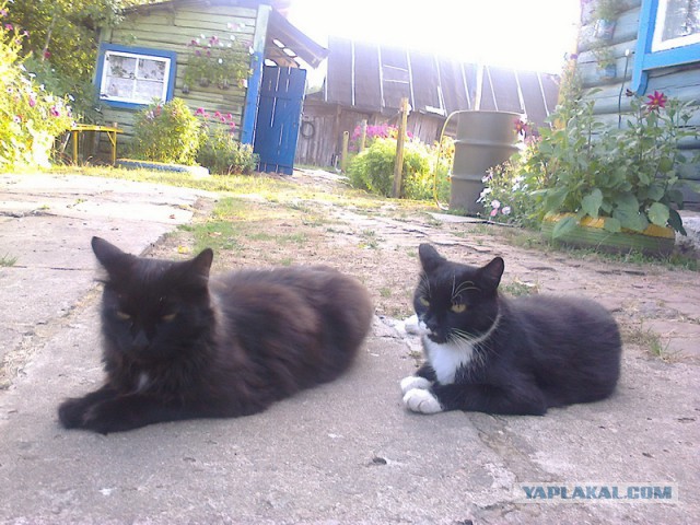 Котовторник 2.12.14