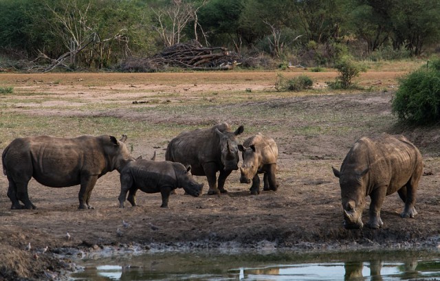 Носорог достал жеребенка зебры из грязи