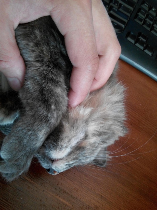 Про Тучку, которая стала Дымкой
