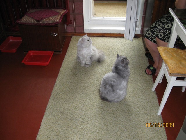 Котовторник 12.05.2015