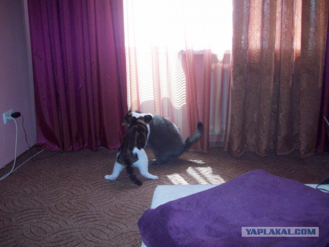 Котовторник