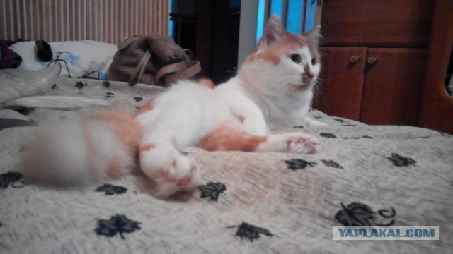 Котовторник   02.06.2015