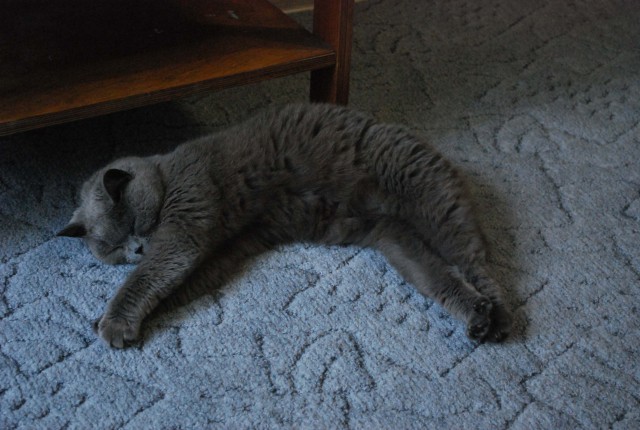 Котовторник 14.07.2015