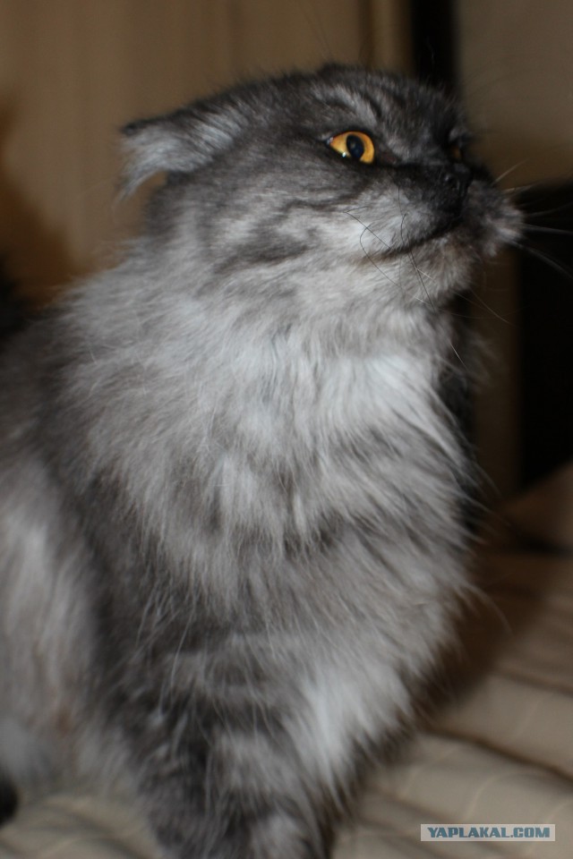 Котовторник