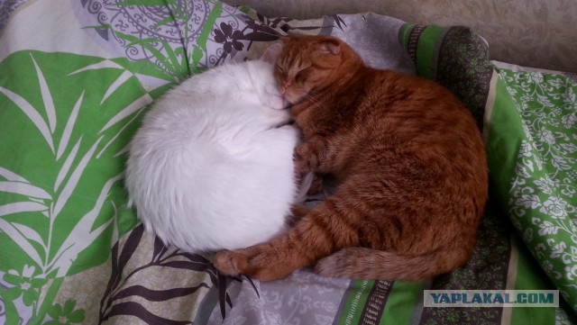 Котовторник наступил!:)