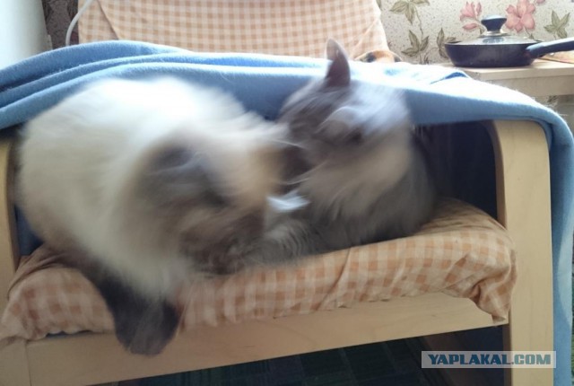 Привет кошатникам!