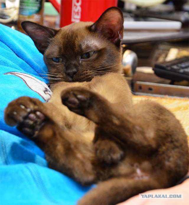 Котовторник