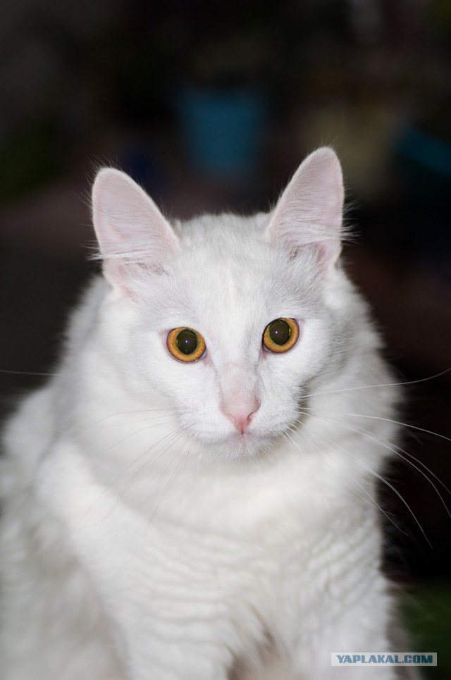 Котовторник 26.01.2016